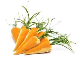Hot Skwash Living|Décor|Bushel of Carrots