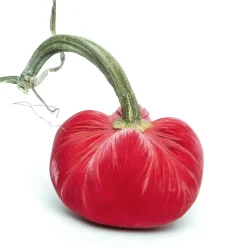 Hot Skwash Living|Décor|Guava Silk Velvet Pumpkin