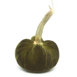 Hot Skwash Living|Décor|Moss Silk Velvet Pumpkin