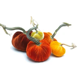 Hot Skwash Living|Décor|Pumpkin Patch, 012