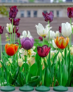 Inner Child Candles|Tulip Candleholder Large 12